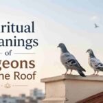 Spiritual Meanings of Pigeons on the Roof